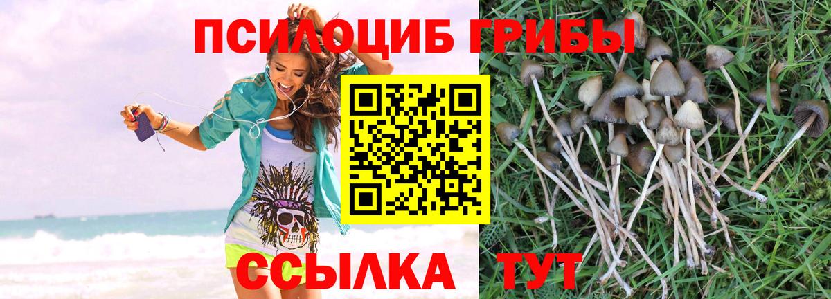 Мичуринск  Галлюциногенные грибы Psilocybine cubensis  хочу наркоту  Вход с VPN 